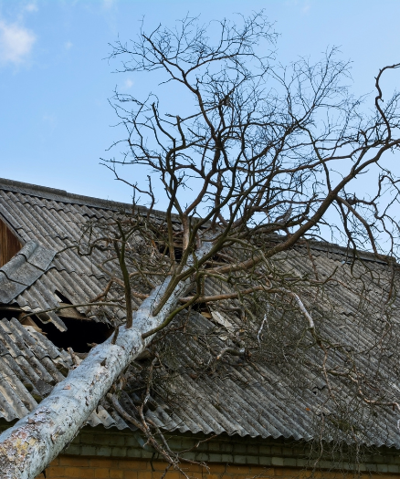 Fallen tree on roof of house